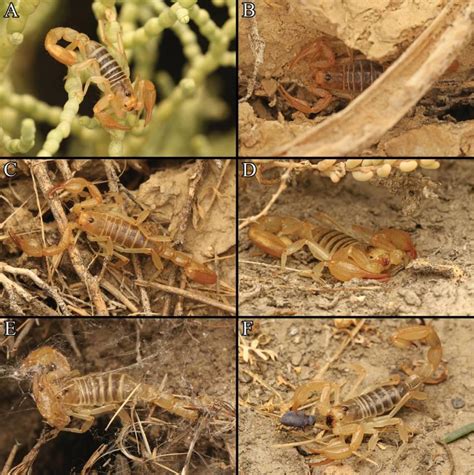 Venomous creature lurking — and hunting — in California desert is new species. See it