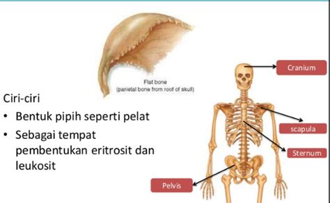 Fungsi Tulang Pipih : Pengertian, Struktur, Ciri, Gambar & Contoh