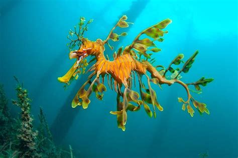 Leafy Sea Dragon by Tony Brown at Rapid Bay South Australia. Pic Found on Australian Geographic ...