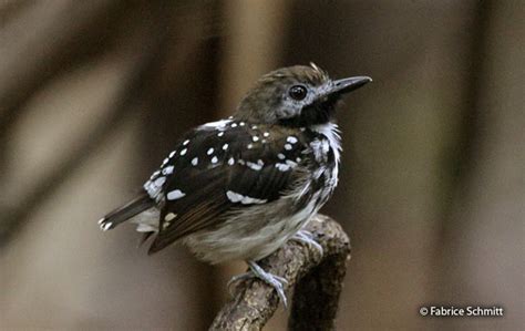 Dot-backed Antbird (Hylophylax punctulatus) - Peru Aves