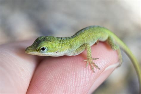 Tiny hatchling green anole! : herpetology