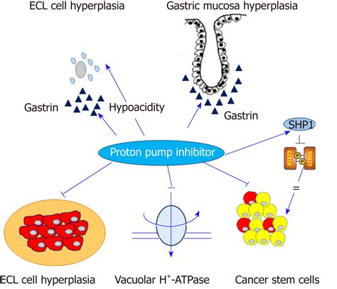 Proton pump inhibitor: The dual role in gastric cancer