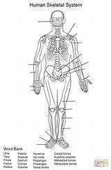 Human Skeletal System Worksheet coloring Page  Free Printable Coloring sketch template
