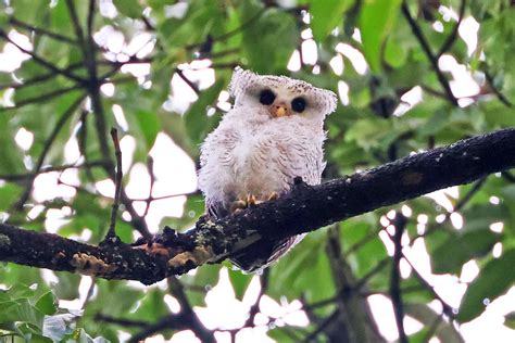 Rare Baby Barred Eagle-Owl Spotted At Rifle Range Link, Fluffy Sleepyhead Melts Netizens' Hearts