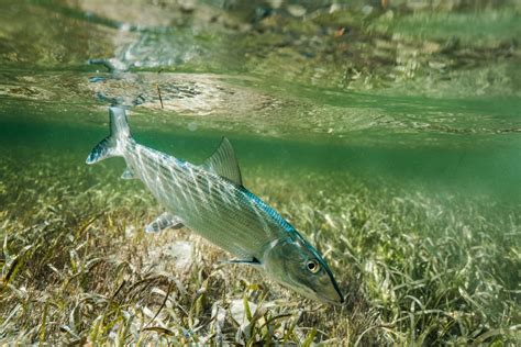 Bahamaian Government to Protect 14 Bonefish Habitat Areas Identified by BTT - Flylords Mag