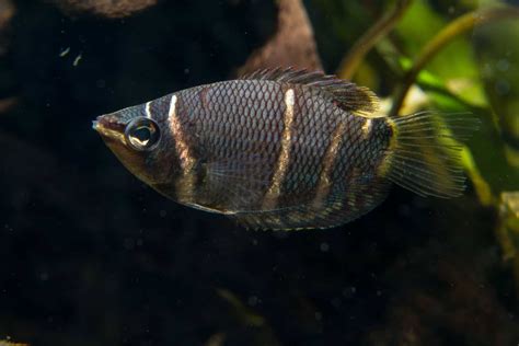 Gourami 101 | Gourami Fish Types & Info! - Aquariadise