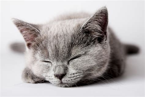 Sleeping Kitty | Gatos grises, Gatos, Mascotas