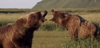 Watch: Disneynature's Newest Animal Documentary 'Bears' Trailer | FirstShowing.net