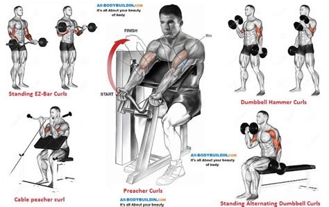 Bicep Training | Workout routine for men, Biceps workout, Biceps