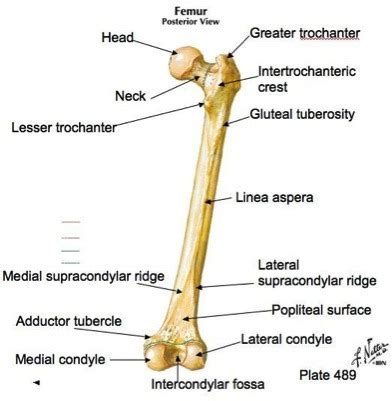 Lower Limb Anatomy Flashcards | Quizlet