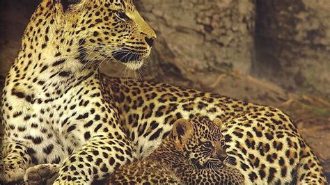 Petition · Jaguar Conservation Fund: SAVE THE JAGUARS · Change.org