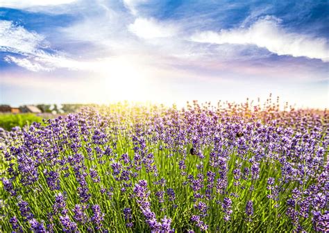 5 Reasons Why Lavender Needs Full Sun And Not Shade - Tree Journey