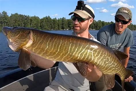 Muskie Vs. Tiger Muskie: How to Tell Them Apart – Northern Pike Fishing ...