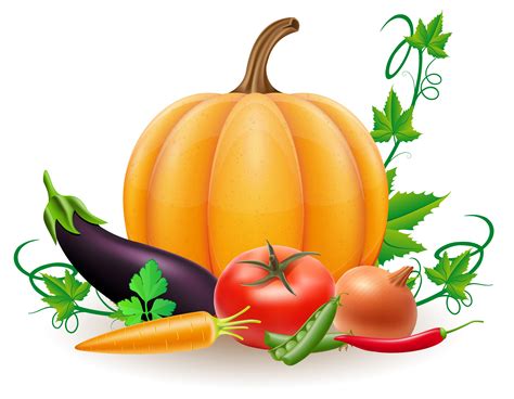 pumpkin and autumn harvest vegetables vector illustration 489670 Vector ...