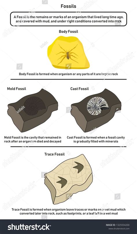 Fossils infographic diagram including body mold cast and trace fossils showing how organism ...