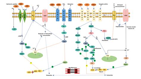 Myosin Light Chain Kinase Smooth Muscle Contraction | Americanwarmoms.org