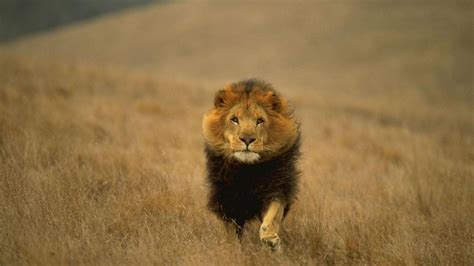 Running Lion HD desktop wallpaper : Widescreen : High Definition : Fullscreen