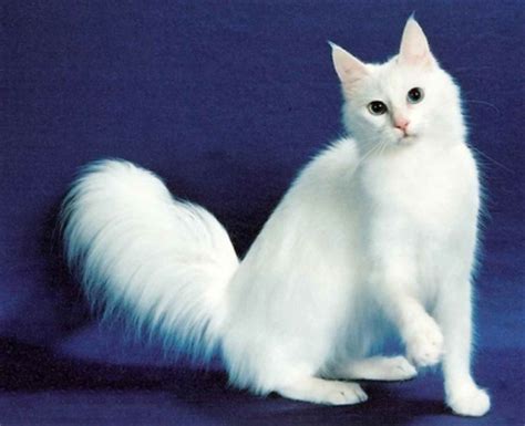 Long Haired White Cat Breeds