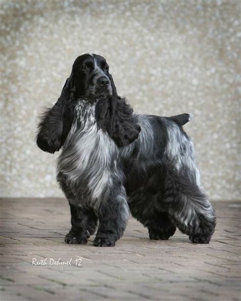 Outstanding English Cocker Spaniel ~ Classic Cocker Look & Trim ...