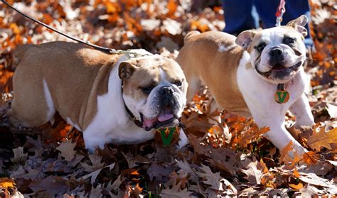 Victor E. Bulldog IV makes Fresno State debut - Fresno State News