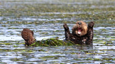 Photos: 2017 Comedy Wildlife Photography Awards winners - ABC7 San ...