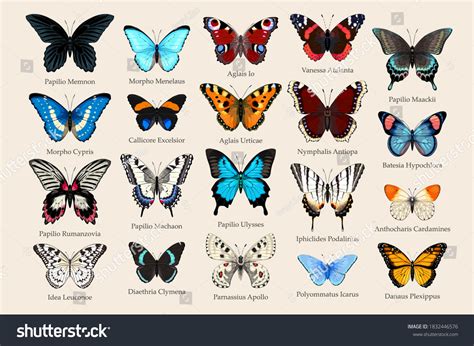 Butterfly Species Names