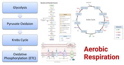 Aerobic Respiration- Definition, Steps, ATP Yield, Diagram, Uses