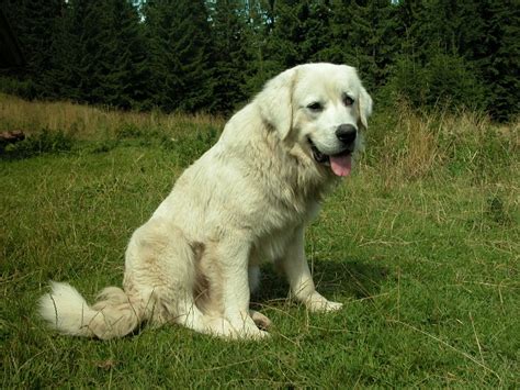 Polish Tatra Sheepdog Info, Temperament, Puppies, Pictures