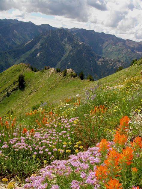 Flower Meadow And Mountains Wallpapers - Wallpaper Cave