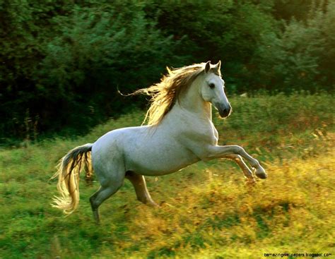 White Andalusian Horse Wallpaper | Wallpapers Gallery