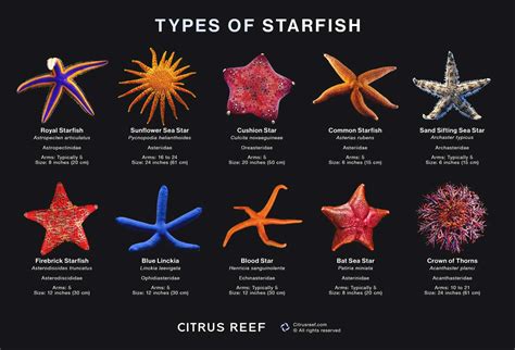 Types Of Starfish: 12 Incredible Sea Star Species – Citrus Reef