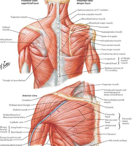 The role of the scapula in Shoulder Impingement Syndrome: part 2 ...