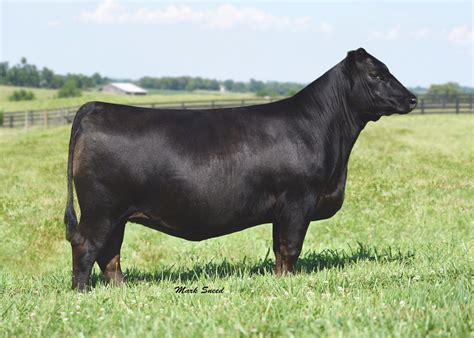 Boyd Beef Cattle | Elite Angus Female Sale | The Pulse