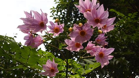 Giant Tree Dahlia: A Stunning Addition to Your Garden