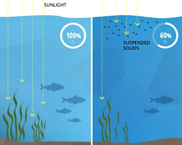 Water Turbidity Effects on Fish