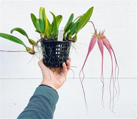 Bulbophyllum Orchid: Beginner's Care Guide - Brilliant Orchids