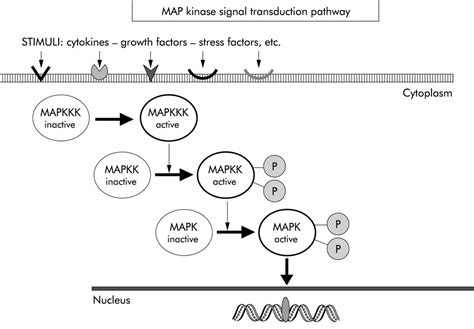 8 Surprising Facts About Mapk (Mitogen-Activated Protein Kinase) Pathway - Facts.net