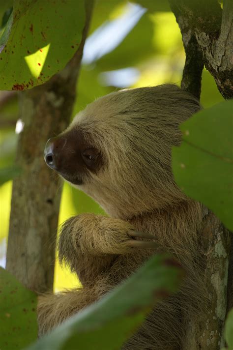 Two Toed Sloth | Manuel Antonio, Costa Rica | UFOREA.org Saw one of these. It got very. slowly ...