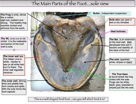 Horse Hoof Anatomy Diagram