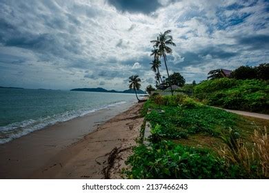 Coconut Tree Natural Background On Beach Stock Photo 2137466243 | Shutterstock