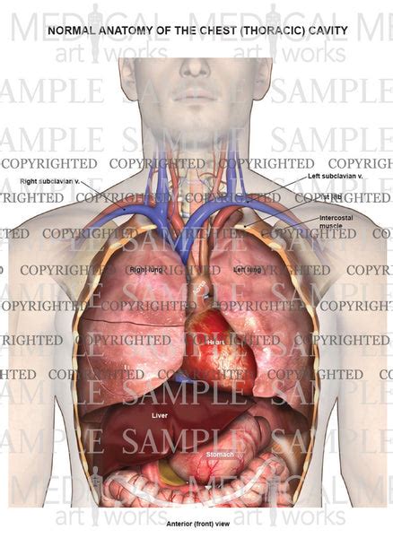 Normal anatomy of the chest (thoracic) cavity — Medical Art Works