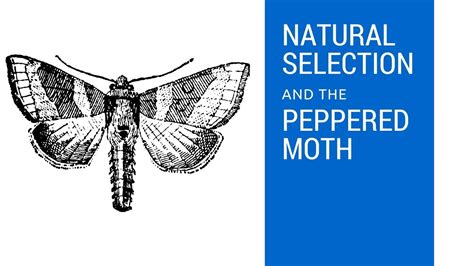 Natural Selection and the Peppered Moth - YouTube