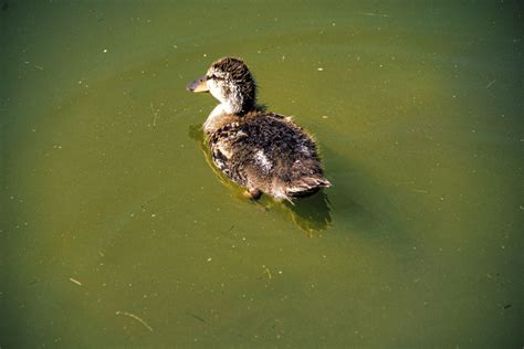 Baby Duck Free Stock Photo - Public Domain Pictures