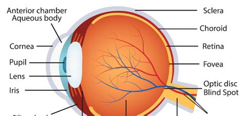 जानिए इंसानी आँखों का राज!- Mysterious Eye Facts In Hindi – Vigyanam