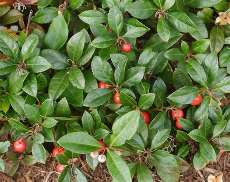 Wintergreen Plant Identification - TradersCreek.com wild edible foods