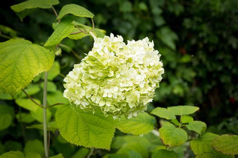 14 Beautiful Types of Hydrangea to Grow