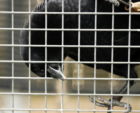 Crows as Pets: Is It Legal to Have a Pet Crow? - PetHelpful