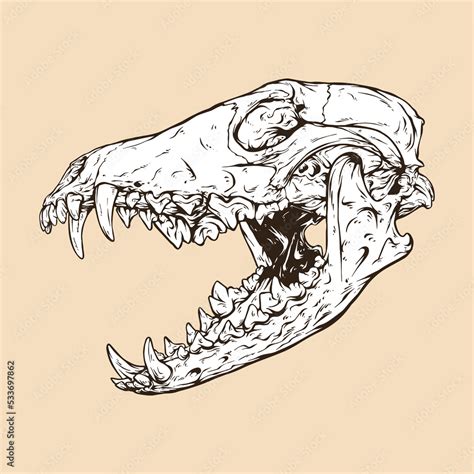 coyote skull head vector illustration Stock Vector | Adobe Stock