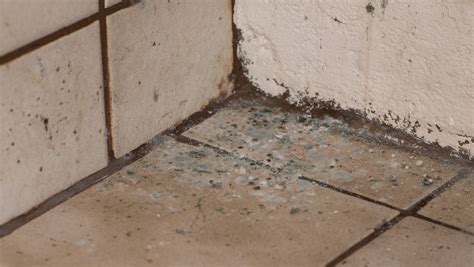 Black Mold Removal Services in Los Angeles and Phoenix