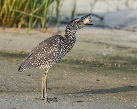 Baby Yellow Crowned Enjoys a Baby Blue Crab | Focusing on Wildlife